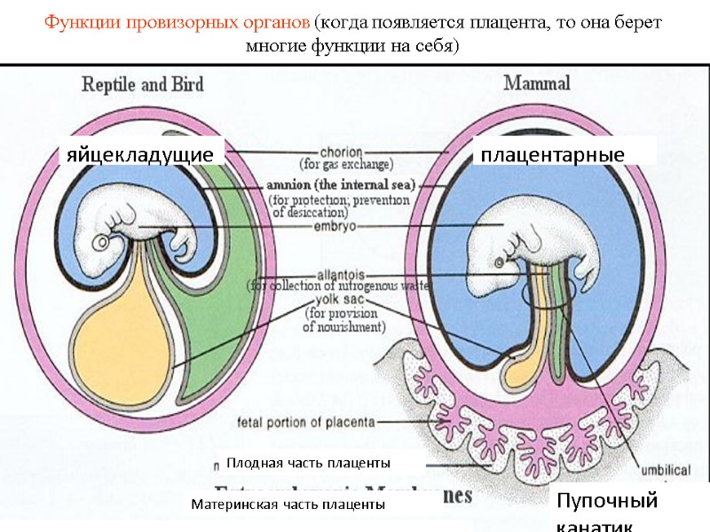 Функции провизорных органов (когда появляется плацента, то она берет многие функции на себя) яйцекладущие Функции провизорных органов (когда появляется плацента, то она берет многие функции на себя) яйцекладущие